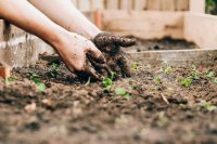 Vijf bollen die je nu moet planten voor een tuin vol kleur
